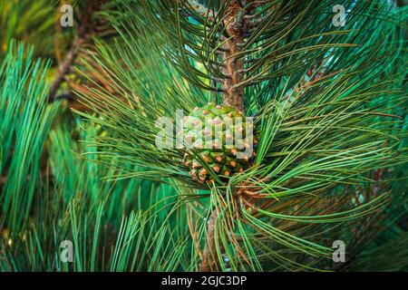 Cono di pino Torrey (Pinus torreyana), Isola di Santa Rosa, Parco Nazionale delle Isole del canale, California, USA. Foto Stock