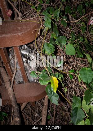 Curioso raccoon di notte in città, Los Angeles, California Foto Stock