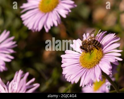 Honeybee sulla margherita di mare, pianta nativa della California, Los Angeles, California. Foto Stock