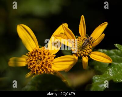 Lady Beetle (ladybug o ladybird beetle) larva sui fiori di girasole della viguiera, California meridionale. Foto Stock
