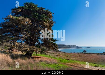 Grande pino che costeggiano il Trail on the Jenner Headlands Preserve, contea di Sonoma, California. Foto Stock