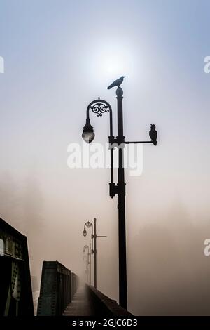 Corvo seduto su un lampione, guardando un altro, in una mattinata di nebbia lungo il fiume russo Foto Stock