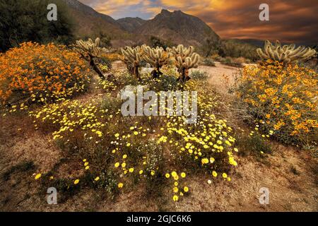 Fiori selvatici del deserto fioriscono all'Anza Borrego Park in California Foto Stock