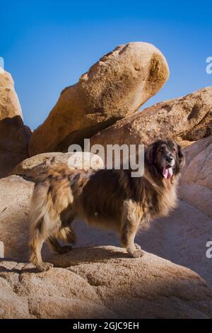 Leonberger su massi di granito Foto Stock