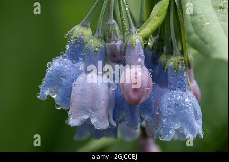 USA, Colorado, Stony Pass. Gocce di pioggia su fiori di bluebell. Credit as: Don Grall / Galleria Jaynes / DanitaDelimont.com Foto Stock