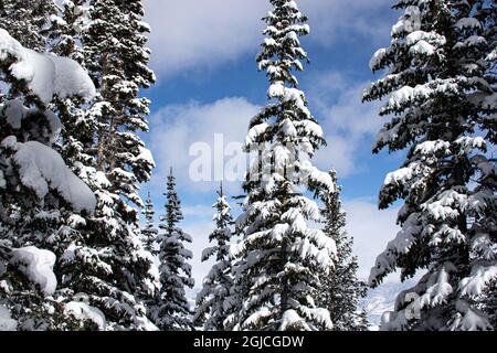 Gli alberi si trovano nella stazione sciistica di Snowmass in inverno dopo una tempesta di neve. Foto Stock