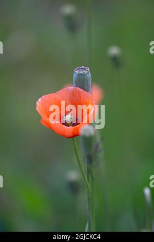 Papaveri rossi e bianchi fiori, Papaver dubiumwild fiori macro Foto Stock