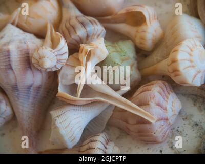 Conchiglie raccolte sulle spiagge di Sanibel Island, Florida, USA Foto Stock