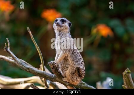 meerkat (Suricata suricatta) tenendo l'orologio mentre si trovava su un albero con sfondo verde naturale Foto Stock