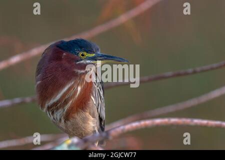 Little Green Heron nell'Everglades National Park, Florida, USA. Foto Stock