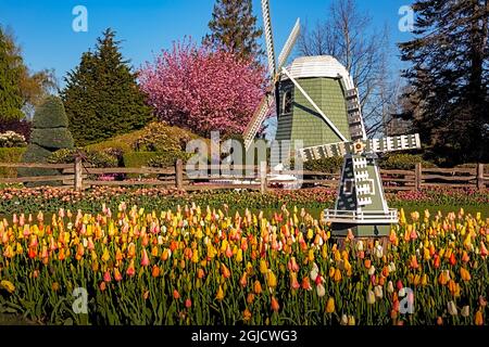 WA19606-00...WASHINGTON - Tulipani che fioriscono intorno ai mulini a vento nei giardini dimostrativi RoozenGaarde durante il festival Skagit Valley Tulip. Foto Stock