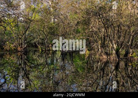 Bald Cypress Swamp Corkscrew Swamp Sanctuary vicino a Napoli, Florida, USA Foto Stock