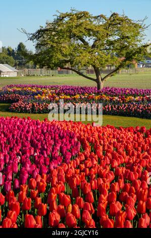 WA19609-00...WASHINGTON - tulipani colorati che crescono nei giardini di demodrazione alla fattoria di bulbi RoozenGaarde. Foto Stock