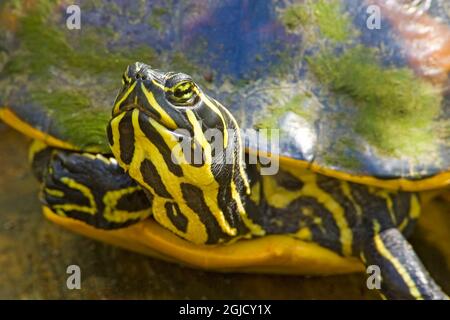 Corkscrew Swamp Sanctuary, Florida, USA. Tartaruga dalle decorazioni rosse della Florida. Altri nomi sono Florida Red-belled Cooter, Florida Redbelly Turtle, Red-belled Foto Stock