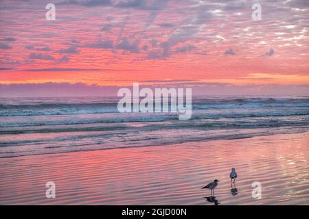 Sunrise, New Smyrna Beach, Florida, Stati Uniti Foto Stock