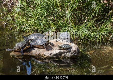 Tartaruga Cooter, tartarughe che si crogiolano al sole. Foto Stock