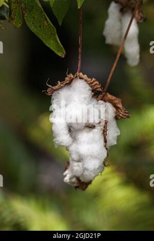 USA. Bollini in cotone selvatico. Foto Stock
