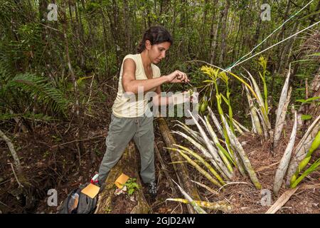 USA, Florida. Condurre la ricerca su Cigar Orchid raro nella palude della Florida del sud. Foto Stock