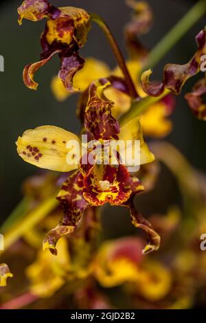 USA, Florida. Il raro orchidea sigaro nella palude della Florida del sud. Foto Stock