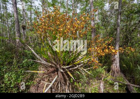 USA, Florida. Il raro orchidea sigaro nella palude della Florida del sud. Foto Stock