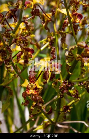 USA, Florida. Il raro orchidea sigaro nella palude della Florida del sud. Foto Stock