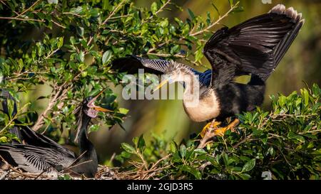 Un paio di anhingas scambiano cordialità mentre il maschio (a sinistra) incubano le uova. Foto Stock