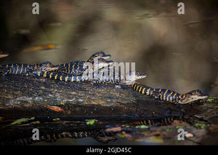 Giovani alligatori americani su un ceppo in una palude della Florida meridionale. Foto Stock