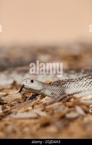 Un serpente di pino della Florida, odorante con la sua lingua. Foto Stock