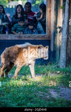 La gente che guarda attraverso una barriera di vetro ad una iena macchiata. Foto Stock