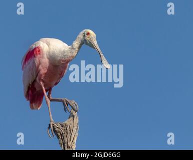 USA, Florida. Roseate la spatola sul ramo. Foto Stock