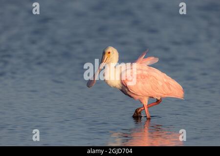 Spoonbill immaturo, Ajaia ajaja, Merritt Island National Wildlife Refuge, Florida Foto Stock