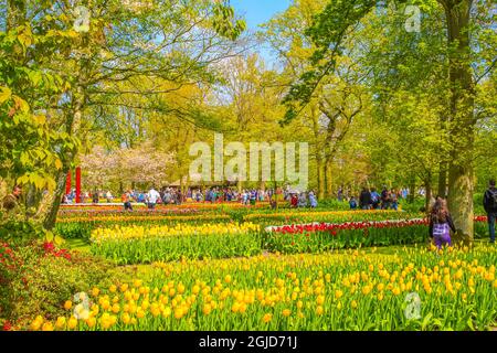 Lisse Paesi Bassi 20. Aprile 2014 tulipani e naffodoli colorati di colore rosso arancio giallo nel parco di tulipani Keukenhof a Lisse Olanda del Sud Paesi Bassi Foto Stock