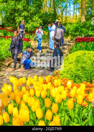 Lisse Paesi Bassi 20. Aprile 2014 tulipani e naffodoli colorati di colore rosso arancio giallo nel parco di tulipani Keukenhof a Lisse Olanda del Sud Paesi Bassi Foto Stock