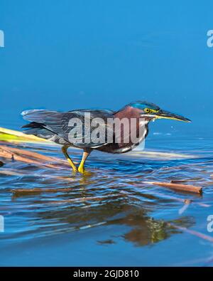 Un Heron verde si fermò mentre cerca il suo prossimo pasto Foto Stock