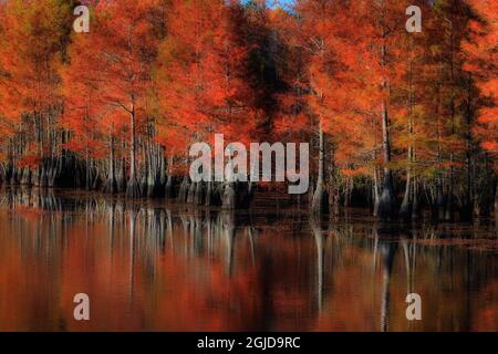 USA, Georgia, cipressi alberi con riflessi in stagno. Foto Stock