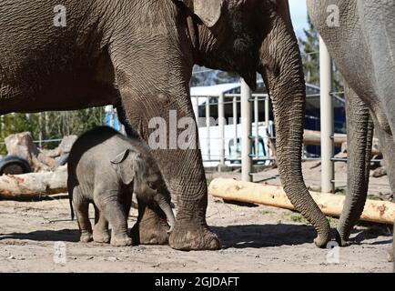 Un piccolo elefante, nato il 17 marzo, sta rimanendo vicino alla madre Bosa al Kolmarden Wildlife Park in Svezia, il 13 aprile 2020. L'elefante asiatico (Elephas maximus) fu dato al re Carl Gustaf di Svezia dal re Bhumibol di Thailandia nel 2004. Foto Jeppe Gustafsson / TT / coe71935 Foto Stock