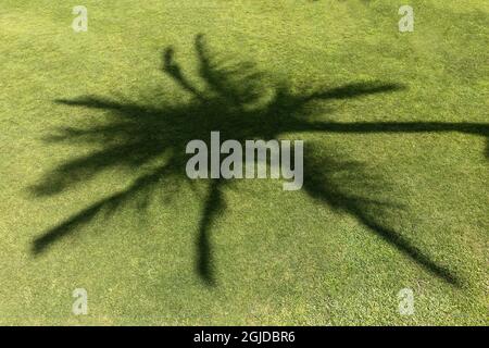 Palm tree ombra sul prato, Maui, Hawaii. Foto Stock