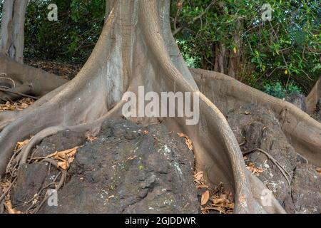 USA, Hawaii, Big Island of Hawaii. Punaluu Black Sand Beach Park, enormi radici torsionali e tronco di fichi Moreton Bay che sono nativi di pasqua Foto Stock