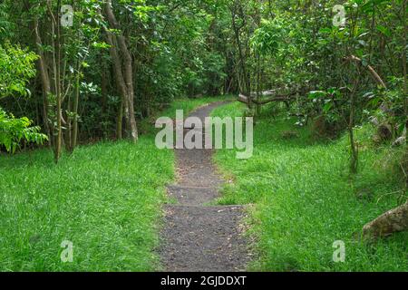 USA, Hawaii, Big Island of Hawaii. Il Parco Nazionale dei Vulcani delle Hawaii, il Kipukapuaulu Trail conduce attraverso un 'Kipuka' che e' un'area di vegeta matura e lussureggiante Foto Stock