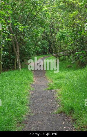 USA, Hawaii, Big Island of Hawaii. Il Parco Nazionale dei Vulcani delle Hawaii, il Kipukapuaulu Trail conduce attraverso un 'Kipuka' che e' un'area di vegeta matura e lussureggiante Foto Stock