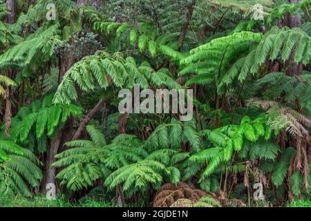 USA, Hawaii, Big Island of Hawaii. Hawaii Volcanoes National Park, felci hawaiani in foresta tropicale. Foto Stock