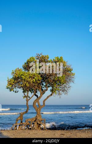 USA, Hawaii, Big Island of Hawaii. Kohanaiki Beach Park, luce del sole su albero eliotropo, spiaggia e oceano. Foto Stock