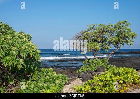 USA, Hawaii, Big Island of Hawaii. Kohanaiki Beach Park, alberi di eliotropo, flusso di lava e l'oceano in prima mattina. Foto Stock