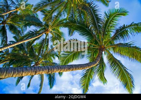 USA, Hawaii, Oahu, North Shore e palme Foto Stock