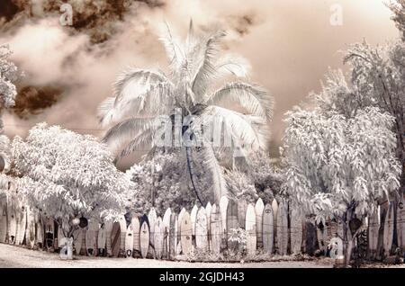 USA, Hawaii, Maui. Immagine infrarossa della linea di recinzione del surf in palme Foto Stock