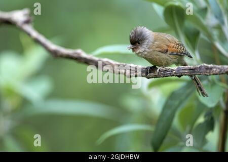 Barwing con fronte arrugginito (Actinodura egertoni). Actinodura egertoni Gould, 1836 Photo: Magnus Martinsson / TT code 2734 Foto Stock