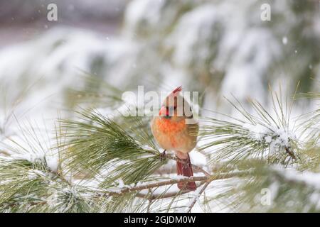 cardinale settentrionale femminile in pino nella neve d'inverno, Marion County, Illinois. Foto Stock