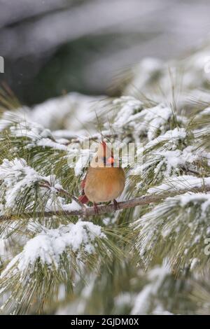 cardinale settentrionale femminile in pino nella neve d'inverno, Marion County, Illinois. Foto Stock