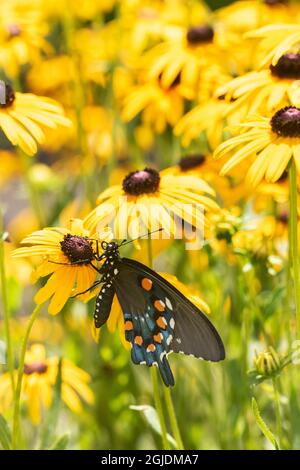 Piepevine Swallowtail su Susans con occhi neri. Marion County, Illinois, Stati Uniti. Foto Stock