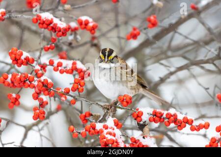 Sparrow (Zonotrichia leucofrys) in Winterberry Bush (Ilex verticillata) in inverno, Marion County, Illinois. Foto Stock